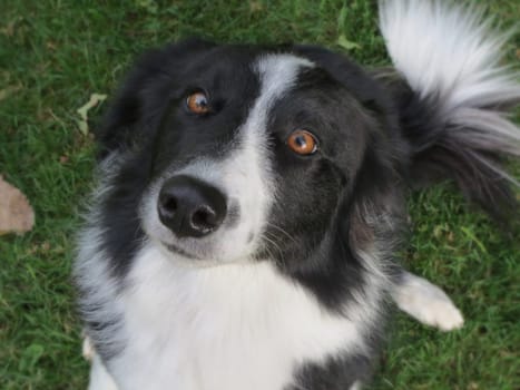 Nothing like the loyalty of a border collie.
