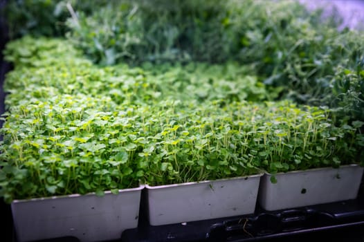 micro sprouts in a farm under lamps