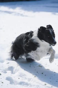 Running Border Collie in Grand Isle, VT.