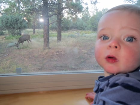 A baby sees a wild deer for the first time and wonders
