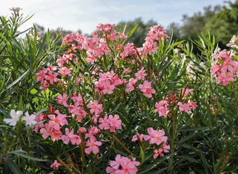 Beautiful small Oleander flowers. a poisonous evergreen  shrub that is widely grown in warm countries for its clusters of white, pink, or red flowers.