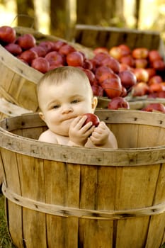 Baby girl in a apple basket at the Twenty Acre Farm in Grand Isle, Vermont.
