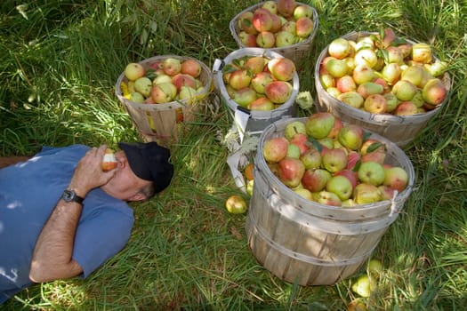 Eating Pears at the Twenty Acre Farm in Grand Isle, VT