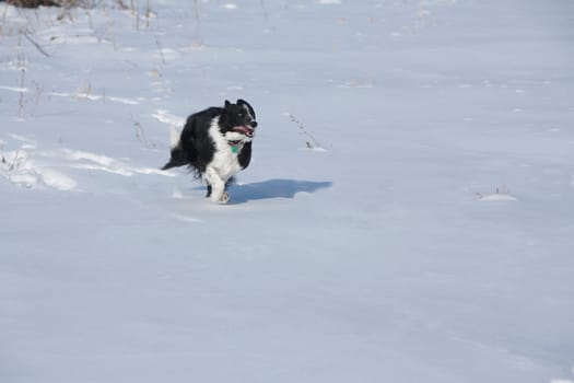Border Collie