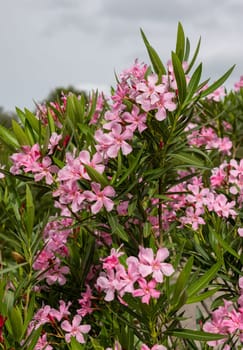 Beautiful small Oleander flowers. a poisonous evergreen  shrub that is widely grown in warm countries for its clusters of white, pink, or red flowers.