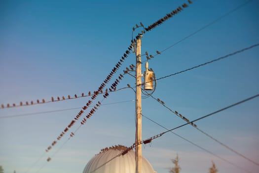 Starlings gather, in South Hero, Vermont,  to prepare to migrate South.