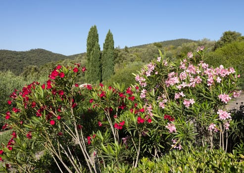 Beautiful small Oleander flowers. a poisonous evergreen  shrub that is widely grown in warm countries for its clusters of white, pink, or red flowers.