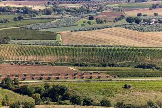 Farmland and olive groves around Montemassi in the province of Grosseto. Italy