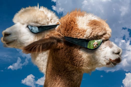 HUACAYA alpacas near Montrose Colorado.