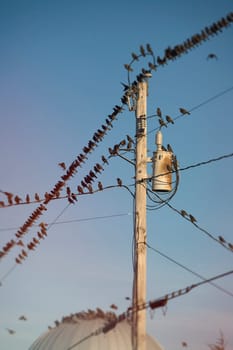 Starlings gather, in South Hero, Vermont,  to prepare to migrate South.