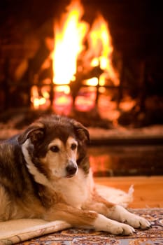 Dog resting by the fire