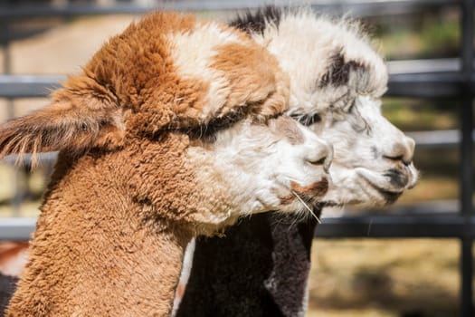 HUACAYA alpacas near Montrose Colorado.