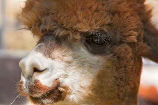 head photograph of a HUACAYA alpacas near Montrose Colorado.