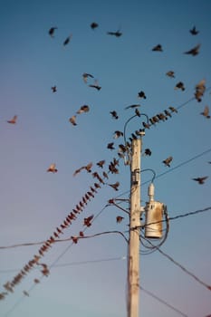 Starlings gather, in South Hero, Vermont,  to prepare to migrate South.