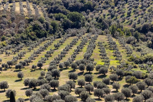 Farmland and olive groves around Montemassi in the province of Grosseto. Italy