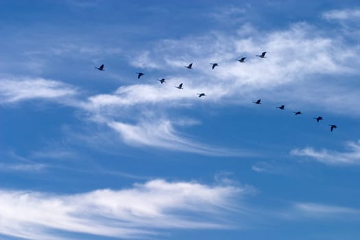 CANADA GEESE migrating south in the autumn over Vermont.