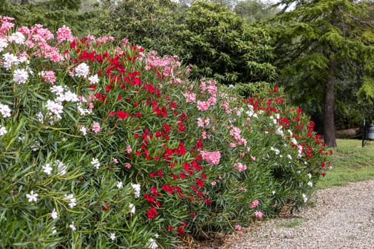 Beautiful small Oleander flowers. a poisonous evergreen  shrub that is widely grown in warm countries for its clusters of white, pink, or red flowers.