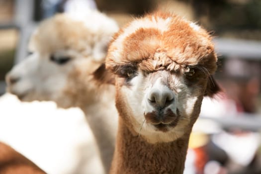 Alpacas near Montrose Colorado.