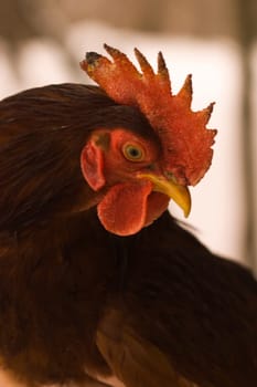 Rhode Island Red rooster