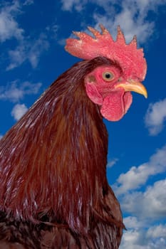 Rhode Island Red rooster
