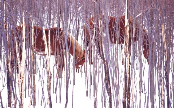 Two horses grazing in North Hero, Vermont.