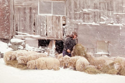 Sheep in Underhill, Vermont.