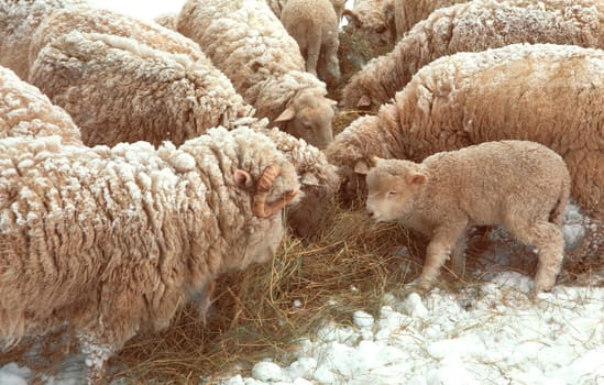 Sheep Ewes Snow Winter