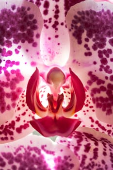 Close up of a phalaenopsis ordhid.