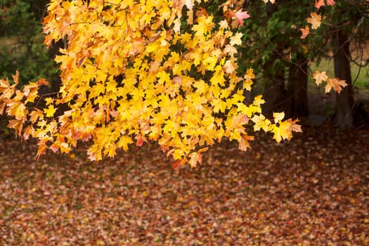 Autumn foliage over Vermont.