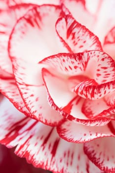 Carnation