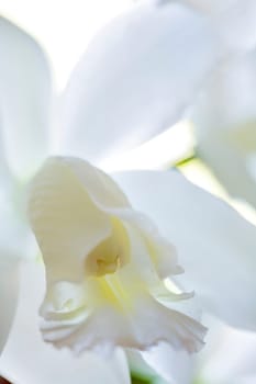 orchid  orchids  close  closeup  macro