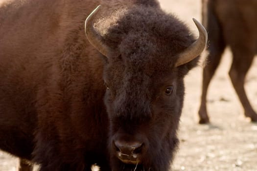 Buffalo near Evergreen Colorado on a farm.