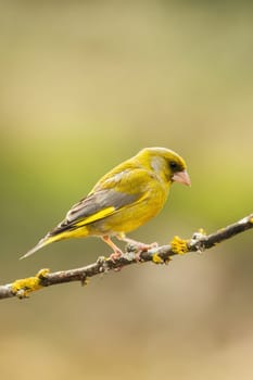 European Greenfinch-The European Greenfinch, or just Greenfinch (Carduelis chloris), is a small passerine bird in the finch family Fringillidae.
