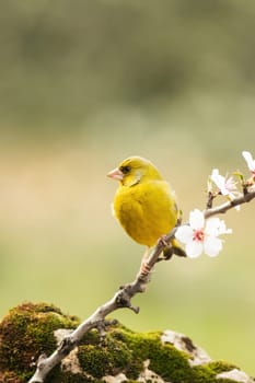 European Greenfinch-The European Greenfinch, or just Greenfinch (Carduelis chloris), is a small passerine bird in the finch family Fringillidae.
