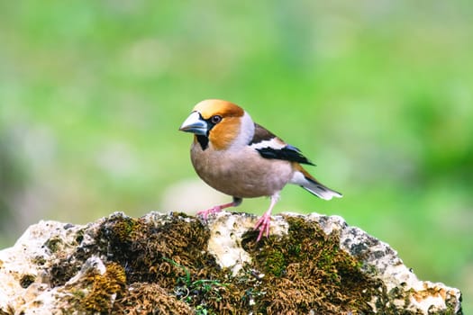 Wild bird hawfinch (Coccothraustes Coccothraustes) sitting on mossy tree stump. Wildlife scenery,