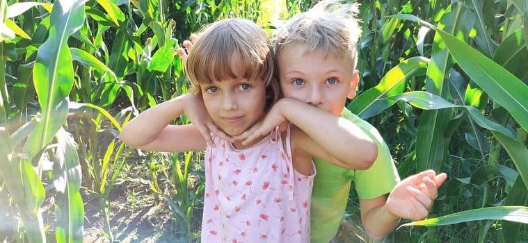 Children in the corn. A boy and a girl of 6 and 7 years old walk along the path between tall corn plants. Playing in the field. Looking into the camera. Summer time. Children with blond hair.
