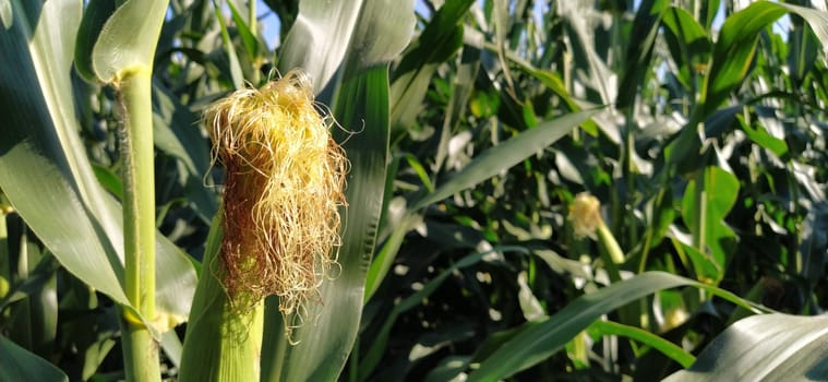 Corn on the stalk in the field. Corn field with plants. Flowering and fruiting corn. Agriculture.