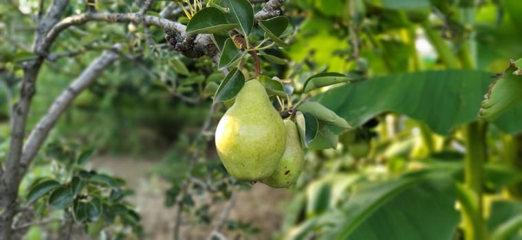 Pears on a branch. Organic Fruit Grown Without Chemicals.