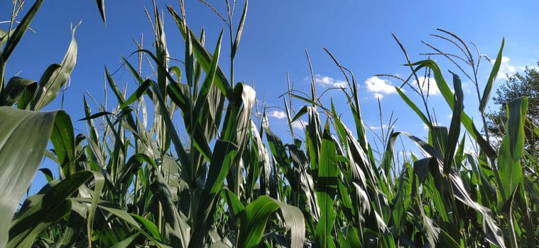 Corn on the stalk in the field. Corn field with plants. Flowering and fruiting corn. Agriculture.