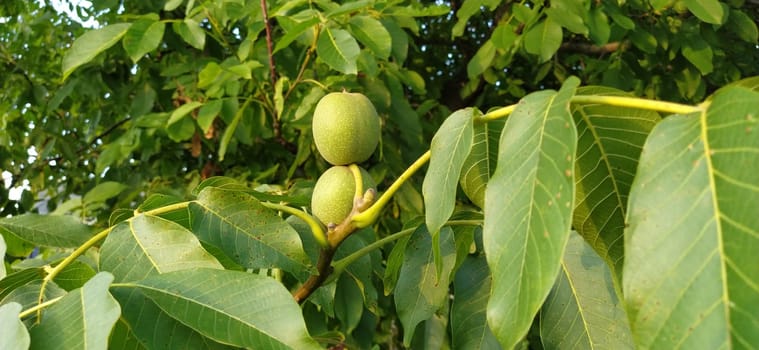 plums on a branch. Purple ripe fruits on a plum tree. Green leaves and a few plums. Harvest.