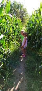 Children in the corn. A boy and a girl of 6 and 7 years old walk along the path between tall corn plants. Playing in the field. Looking into the camera. Summer time. Children with blond hair