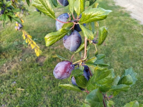 plums on a branch. Purple ripe fruits on a plum tree. Green leaves and a few plums. Harvest.