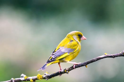 European Greenfinch-The European Greenfinch, or just Greenfinch (Carduelis chloris), is a small passerine bird in the finch family Fringillidae.