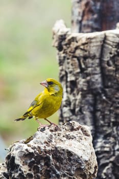 European Greenfinch-The European Greenfinch, or just Greenfinch (Carduelis chloris), is a small passerine bird in the finch family Fringillidae.