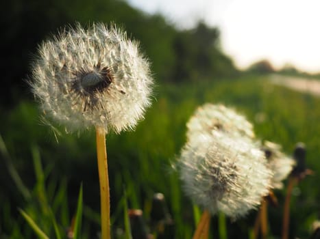 white fluffy dandelions. Several flowers. Dandelions are in the breeding phase. Counter-light.