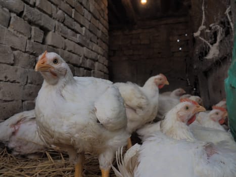 White chickens farm, real scenery. Chickens in the village barn. Raising poultry for the production of eggs and meat. Poultry and animal husbandry. Many birds sit and walk