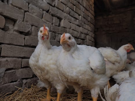White chickens farm, real scenery. Chickens in the village barn. Raising poultry for the production of eggs and meat. Poultry and animal husbandry. Many birds sit and walk