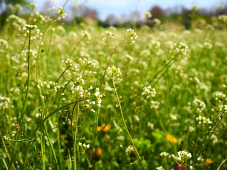 Shepherd's purse plant in the meadow. Capsella bursa-pastoris. Meadow or field. Lawn in the forest. Blooming field grasses. Blooming wild meadow or pasture. Fresh green grass in spring. White flowers