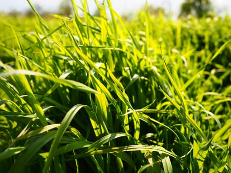 Beautiful lush green grass in the meadow or field. Winter wheat has grown on farmland. Sunny weather. Field, glade or meadow with wild vegetation. Natural background.