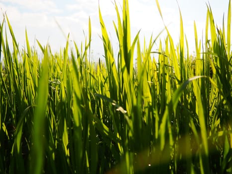 Beautiful lush green grass in the meadow or field. Winter wheat has grown on farmland. Sunny weather. Field, glade or meadow with wild vegetation. Natural background.